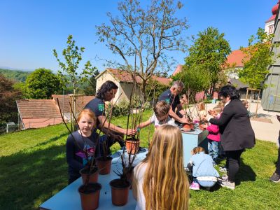 Klimafitte Zukunft zum Wurzeln – Pflanzaktion und Schulbaum in der VS Straden