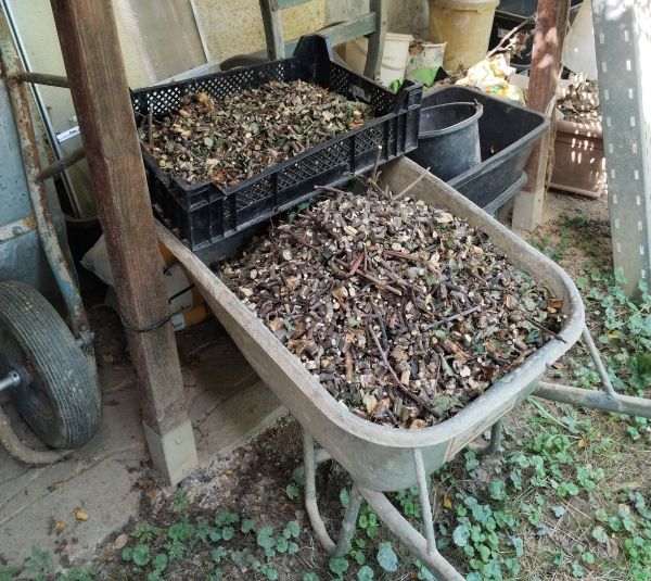 „Hier wird gemulcht. Gehäckselter Strauchschnitt und Grasschnitt wird unter den Pflanzen verteilt. Das erhöht die Wasserspeicherkapazität des Bodens und senkt den Beikrautdruck. Holziges kommt v.a. unter die Beeren (sauer) und der Häcksler kommt von willhaben. Kreislaufwirtschaft da wie dort.“