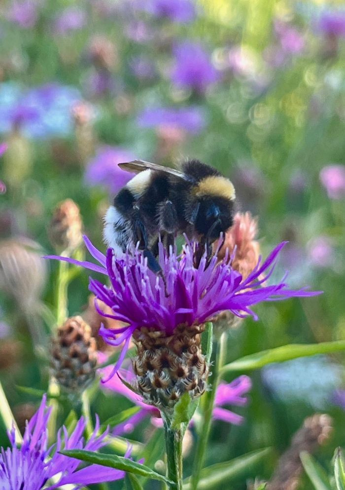 Die glückliche Gewinnerin Carina Payerl mit Bgm. Robert Hammer
