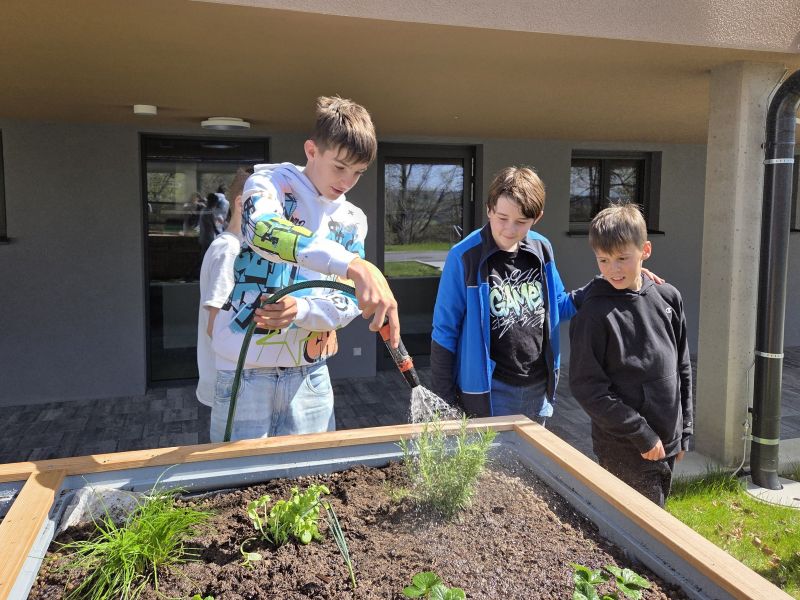 Frische Kräuter für die Schulküche