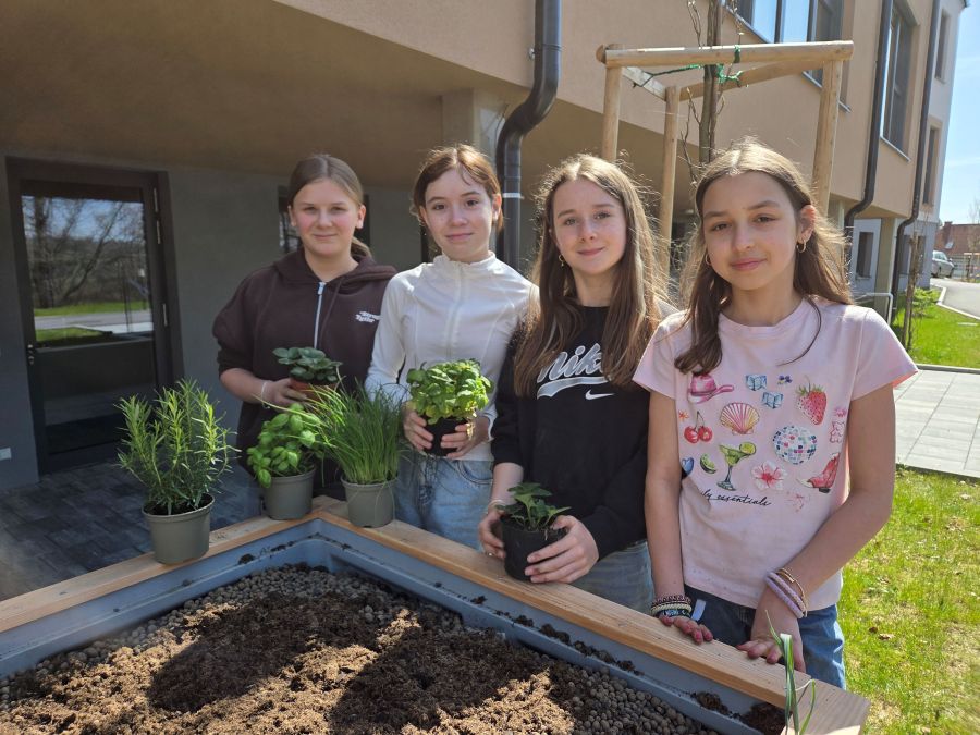 Frische Kräuter für die Schulküche